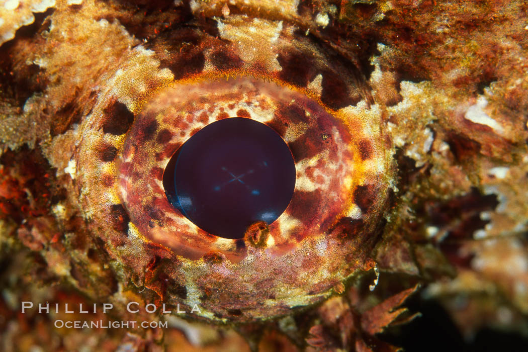 Stone scorpionfish eye. Wolf Island, Galapagos Islands, Ecuador, Scorpaena mystes, natural history stock photograph, photo id 02569