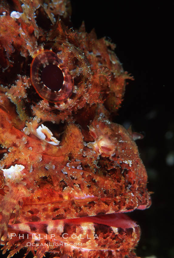 Stone scorpionfish eye. Wolf Island, Galapagos Islands, Ecuador, Scorpaena mystes, natural history stock photograph, photo id 05053