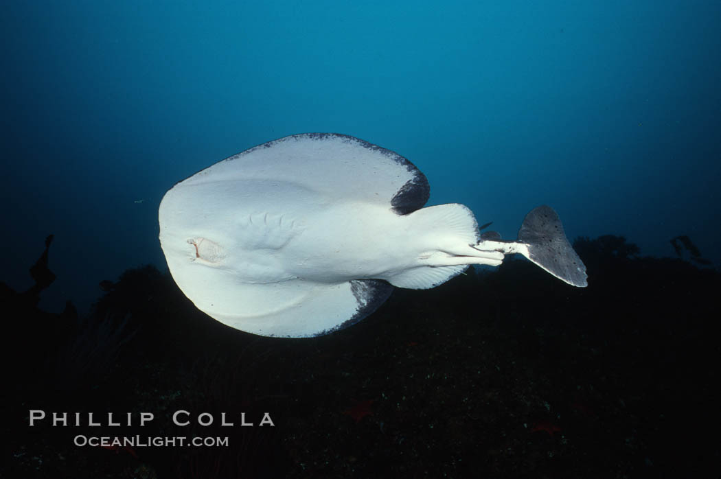 Pacific torpedo ray, Farnsworth Banks, Catalina. Catalina Island, California, USA, Tetronarce californica, Torpedo californica, natural history stock photograph, photo id 01014