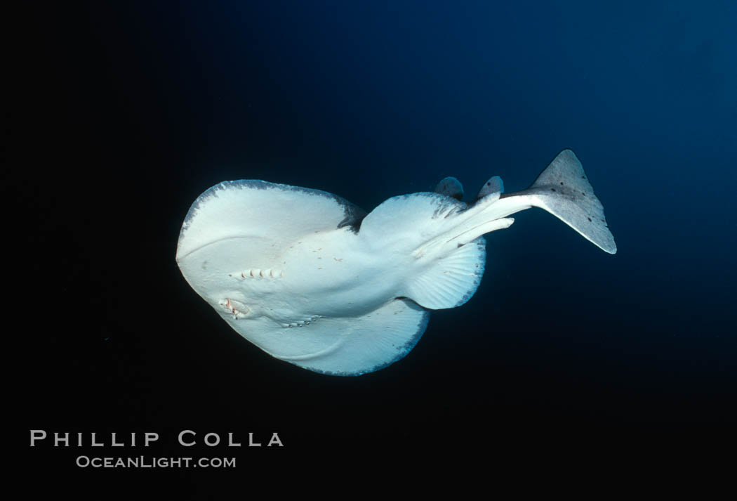 Pacific torpedo ray, Farnsworth Banks. Catalina Island, California, USA, Tetronarce californica, Torpedo californica, natural history stock photograph, photo id 00291