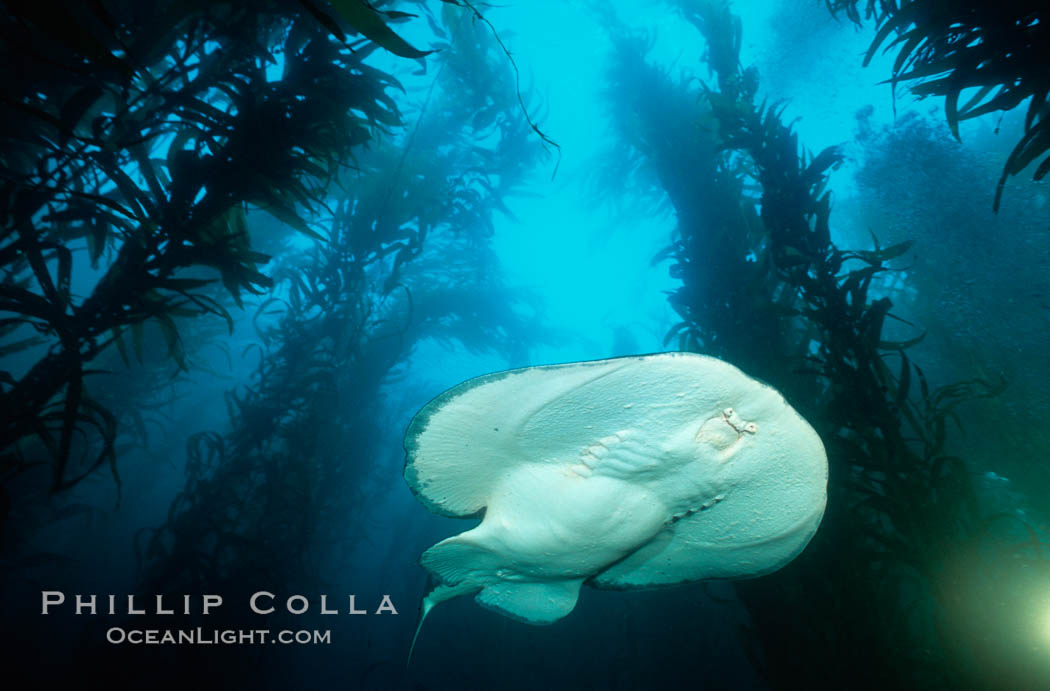 Pacific torpedo ray in kelp. Santa Rosa Island, California, USA, Macrocystis pyrifera, Tetronarce californica, Torpedo californica, natural history stock photograph, photo id 01011