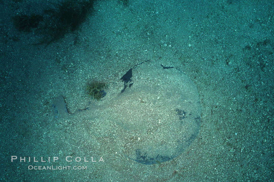 Pacific torpedo ray in sand, Catalina. Catalina Island, California, USA, Tetronarce californica, Torpedo californica, natural history stock photograph, photo id 02093