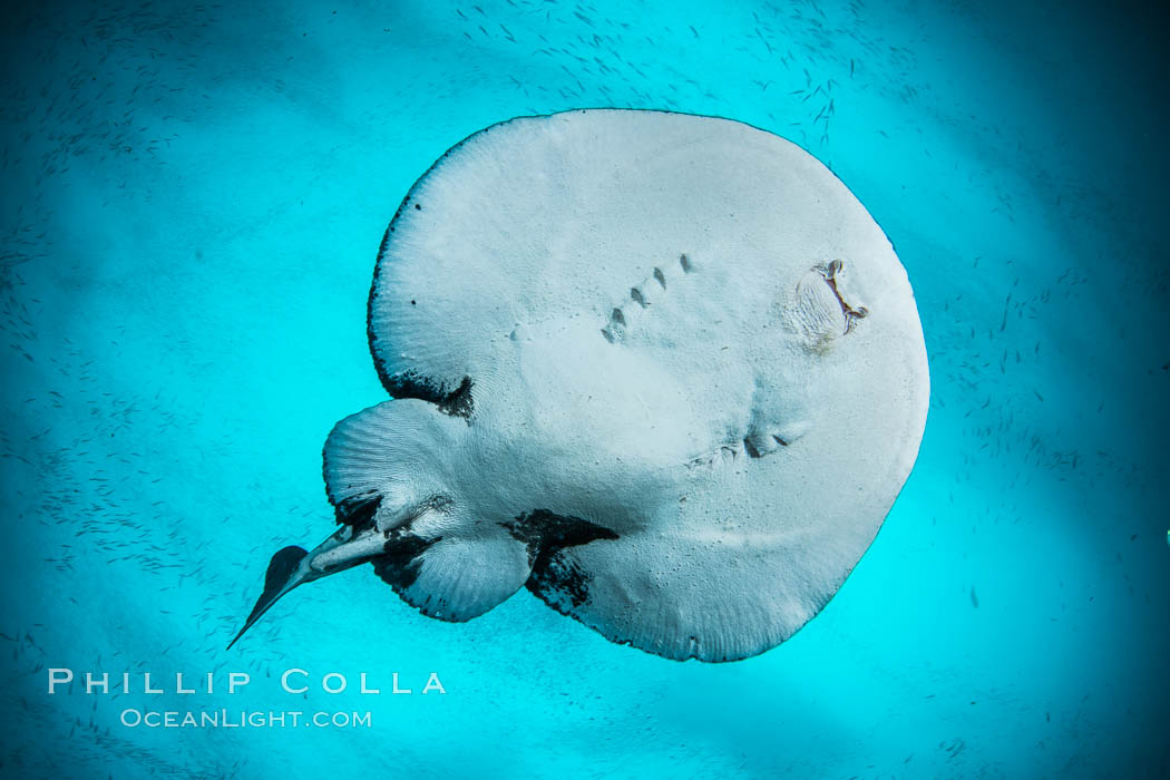 Pacific torpedo ray Tetronarce californica, amidst huge schools of fish and baitfish, Farnsworth Banks, Catalina Island. This electric ray will shock the hell out of you if you are not careful. California, USA, Tetronarce californica, Torpedo californica, natural history stock photograph, photo id 37235