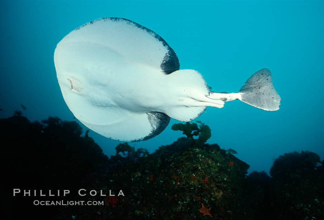 Pacific torpedo ray, Farnsworth Banks. Catalina Island, California, USA, Tetronarce californica, Torpedo californica, natural history stock photograph, photo id 02094