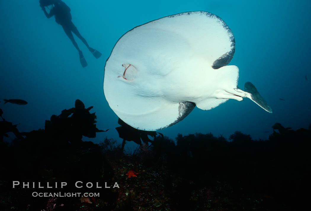 Pacific torpedo ray, Farnsworth Banks. Catalina Island, California, USA, Tetronarce californica, Torpedo californica, natural history stock photograph, photo id 02091