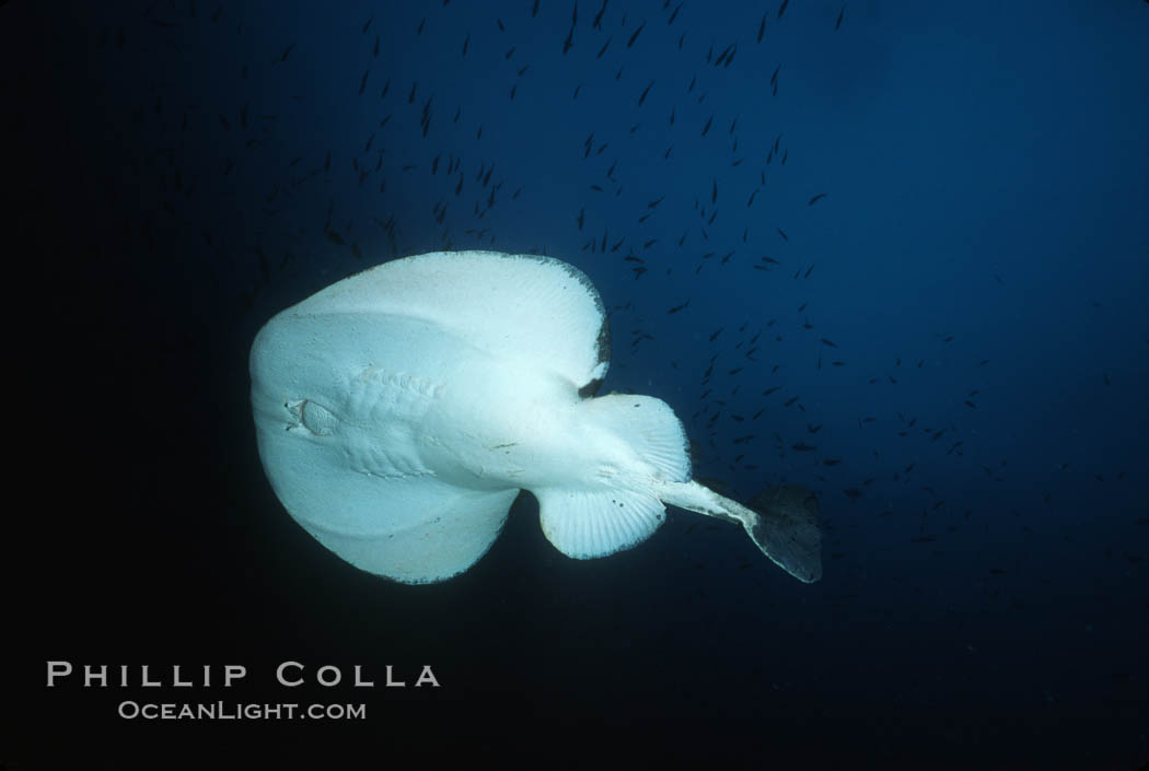 Pacific torpedo ray, Farnsworth Banks, Catalina. Catalina Island, California, USA, Tetronarce californica, Torpedo californica, natural history stock photograph, photo id 03435