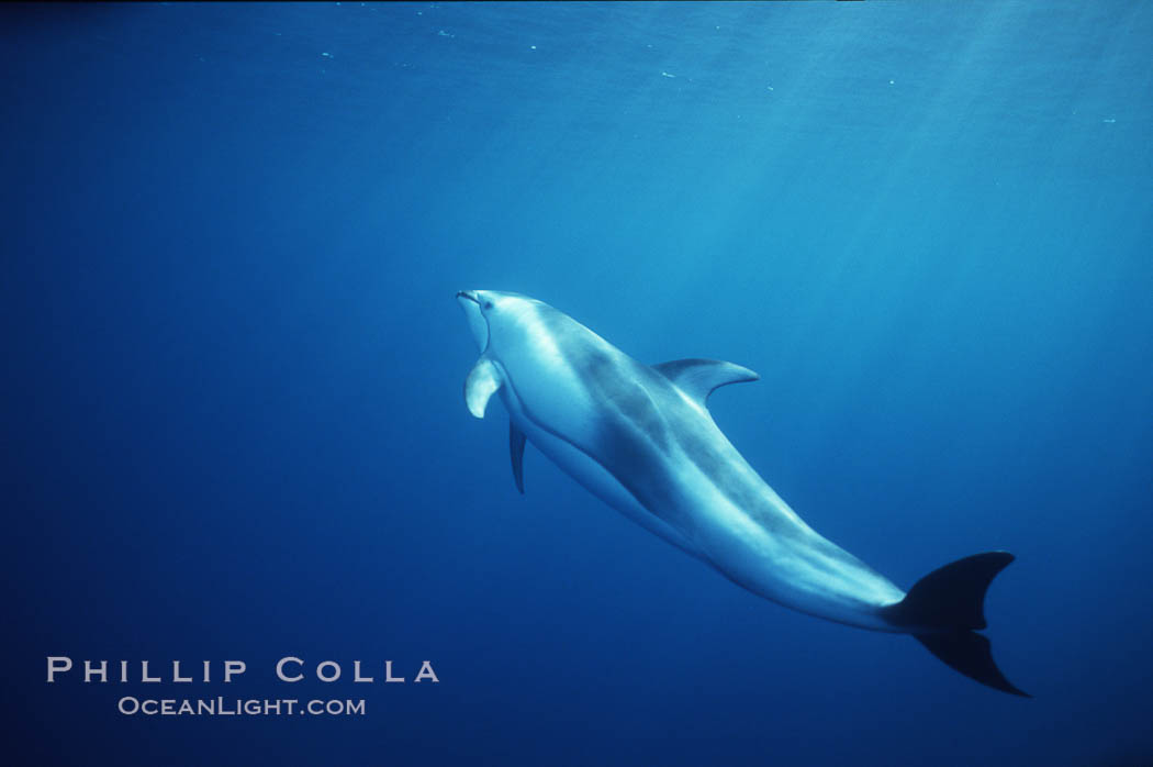 Pacific white sided dolphin. San Diego, California, USA, Lagenorhynchus obliquidens, natural history stock photograph, photo id 04946