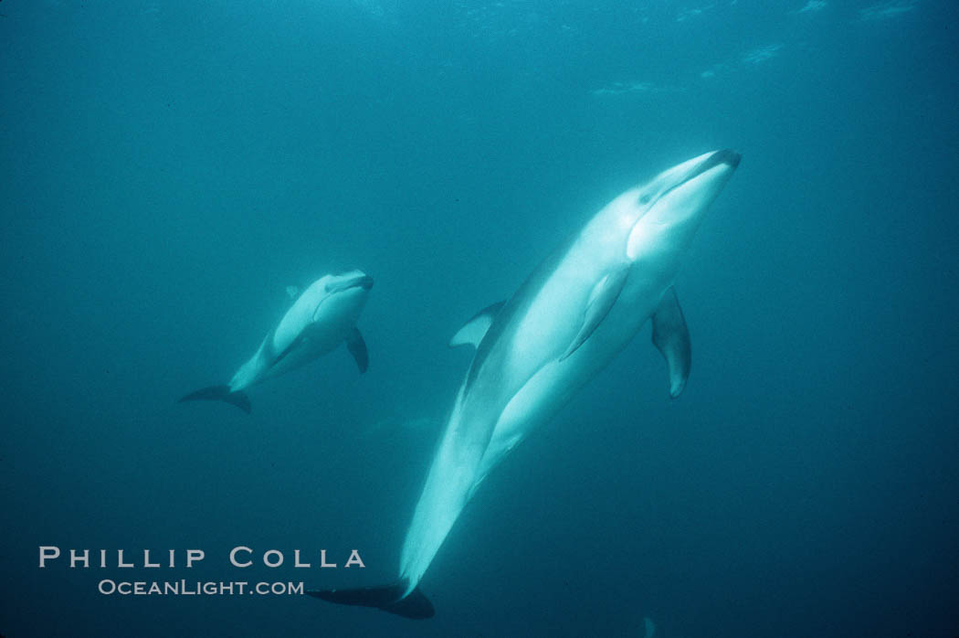 Pacific white sided dolphin. San Diego, California, USA, Lagenorhynchus obliquidens, natural history stock photograph, photo id 04950