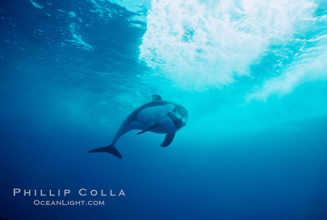 Pacific white sided dolphin., Lagenorhynchus obliquidens, natural history stock photograph, photo id 04958