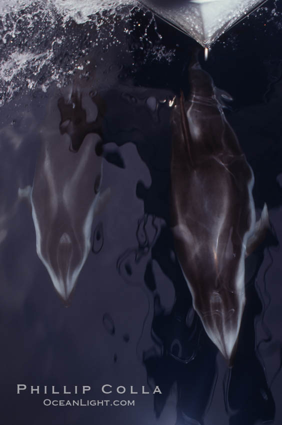 Pacific white sided dolphin. San Diego, California, USA, Lagenorhynchus obliquidens, natural history stock photograph, photo id 04962