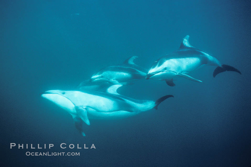 Pacific white sided dolphin. Monterey, California, USA, Lagenorhynchus obliquidens, natural history stock photograph, photo id 01948