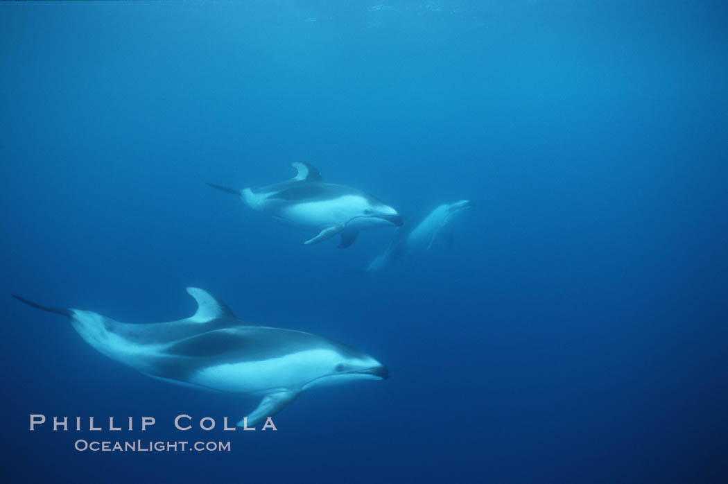 Pacific white sided dolphin., Lagenorhynchus obliquidens, natural history stock photograph, photo id 04944