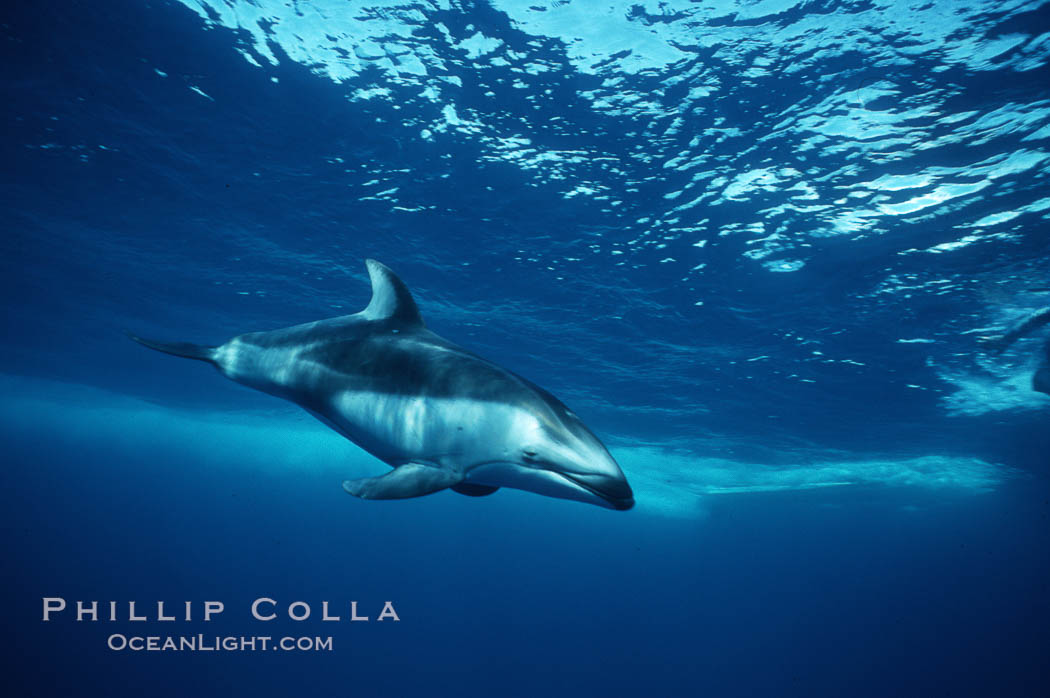 Pacific white sided dolphin. San Diego, California, USA, Lagenorhynchus obliquidens, natural history stock photograph, photo id 04948