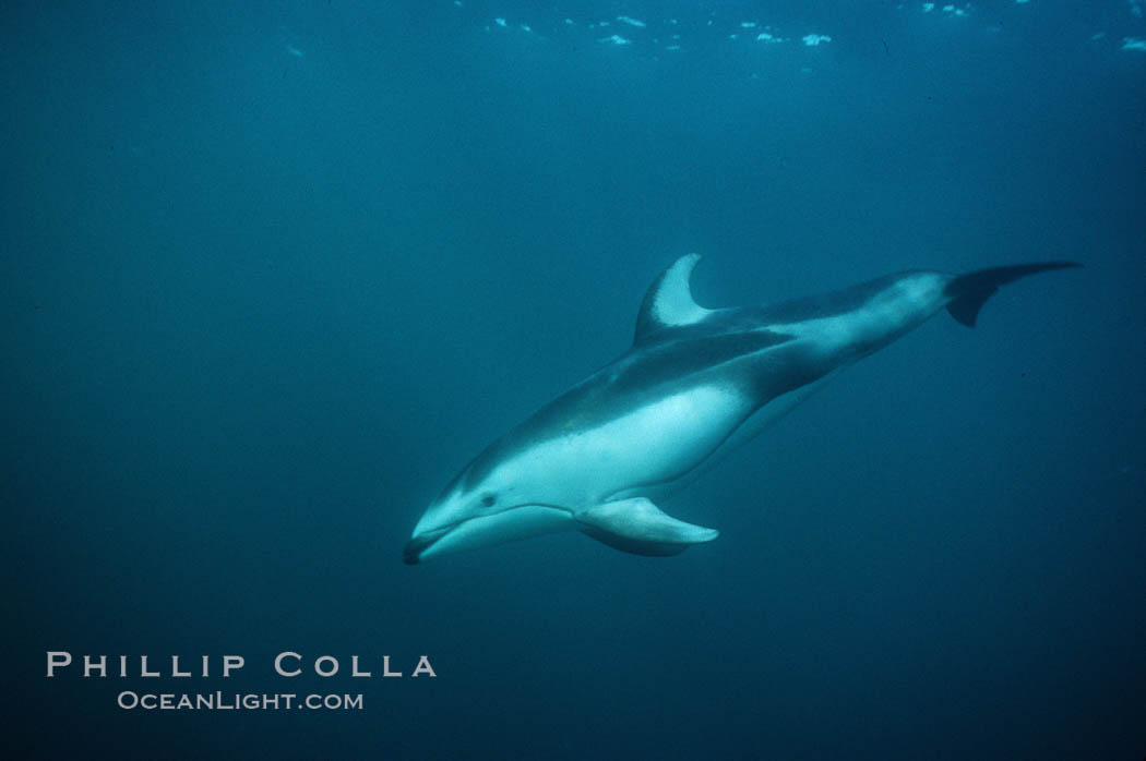 Pacific white sided dolphin. San Diego, California, USA, Lagenorhynchus obliquidens, natural history stock photograph, photo id 04952