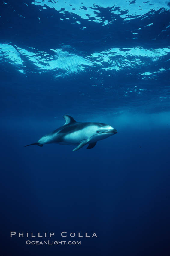 Pacific white sided dolphin. San Diego, California, USA, Lagenorhynchus obliquidens, natural history stock photograph, photo id 04956
