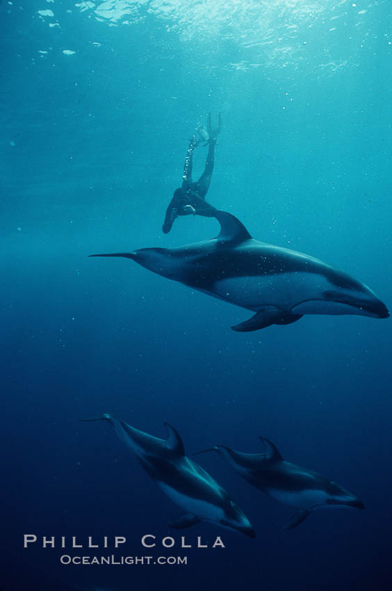 Pacific white sided dolphin. San Diego, California, USA, Lagenorhynchus obliquidens, natural history stock photograph, photo id 01167