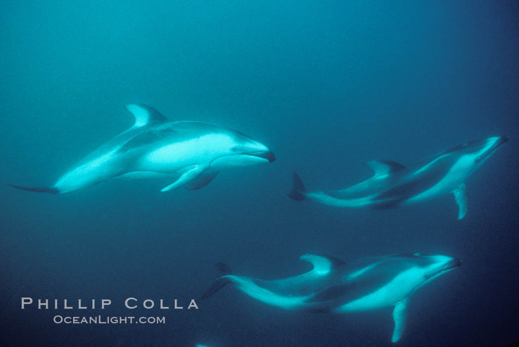 Pacific white sided dolphin. San Diego, California, USA, Lagenorhynchus obliquidens, natural history stock photograph, photo id 04951