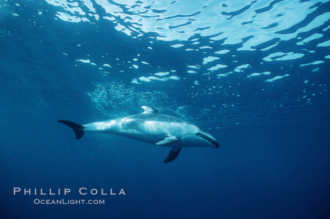 Pacific white sided dolphin. San Diego, California, USA, Lagenorhynchus obliquidens, natural history stock photograph, photo id 04955