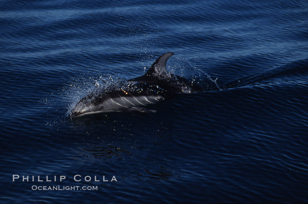 Pacific white sided dolphin, Monterey., Lagenorhynchus obliquidens, natural history stock photograph, photo id 01169