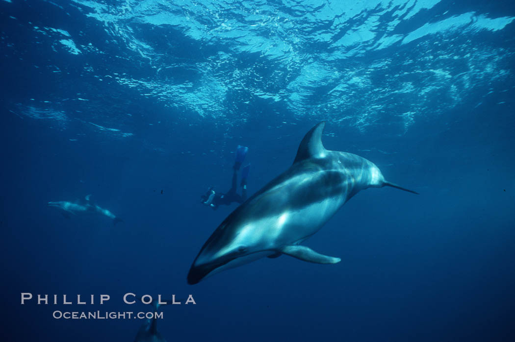 Pacific white sided dolphin. San Diego, California, USA, Lagenorhynchus obliquidens, natural history stock photograph, photo id 04949