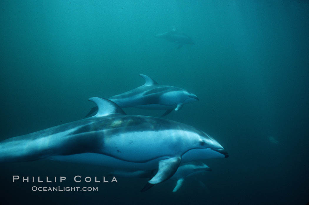 Pacific white sided dolphin. San Diego, California, USA, Lagenorhynchus obliquidens, natural history stock photograph, photo id 04953