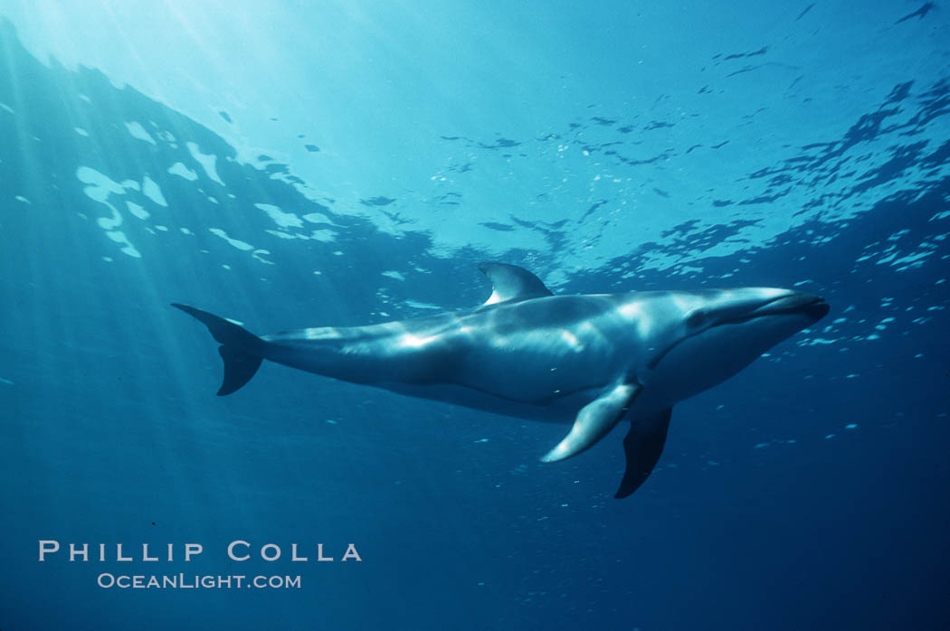 Pacific white sided dolphin. San Diego, California, USA, Lagenorhynchus obliquidens, natural history stock photograph, photo id 04957