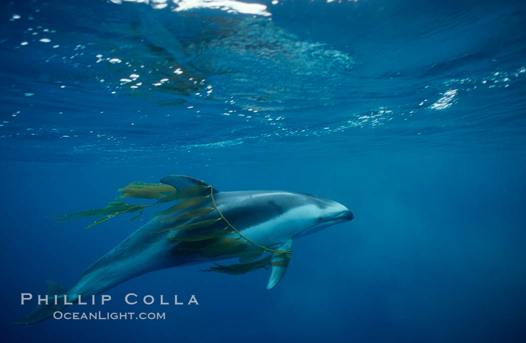 Pacific white sided dolphin, Kelp carry. San Diego, California, USA, Lagenorhynchus obliquidens, natural history stock photograph, photo id 00044