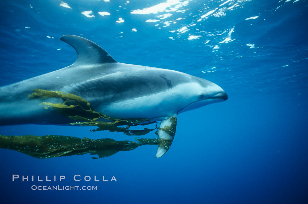 Pacific white sided dolphin carrying drift kelp. San Diego, California, USA, Lagenorhynchus obliquidens, natural history stock photograph, photo id 00043