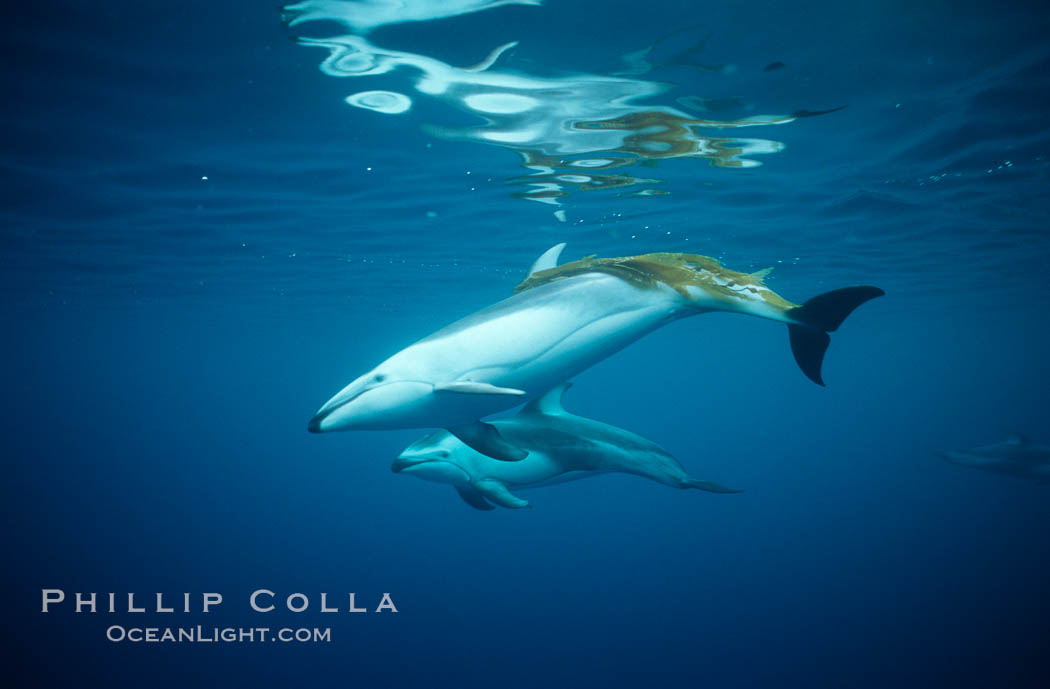 Pacific white sided dolphin, Kelp carry. San Diego, California, USA, Lagenorhynchus obliquidens, natural history stock photograph, photo id 00045