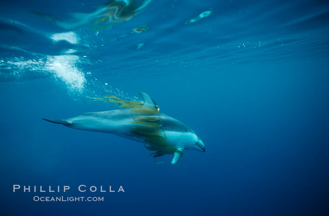 Pacific white sided dolphin, carrying drift kelp. San Diego, California, USA, Lagenorhynchus obliquidens, natural history stock photograph, photo id 00042