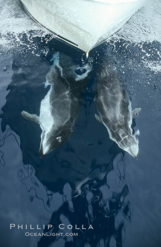 Pacific white sided dolphin. San Diego, California, USA, Lagenorhynchus obliquidens, natural history stock photograph, photo id 00058