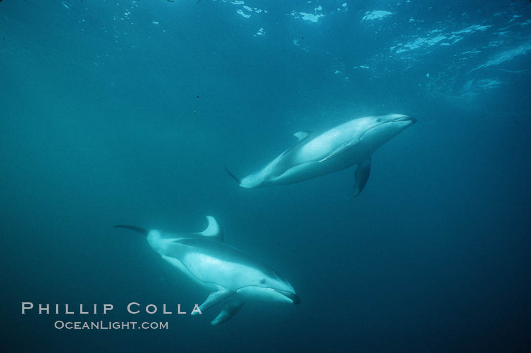 Pacific white sided dolphin, Monterey., Lagenorhynchus obliquidens, natural history stock photograph, photo id 01142