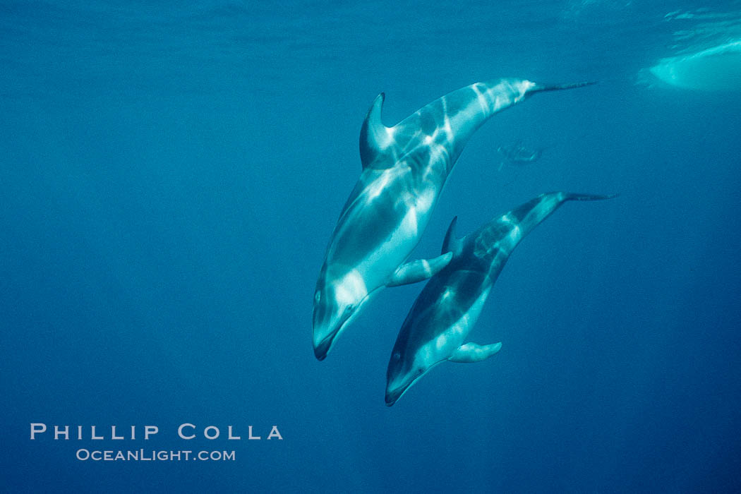 Pacific white sided dolphin. San Diego, California, USA, Lagenorhynchus obliquidens, natural history stock photograph, photo id 01162