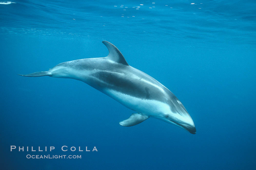 Pacific white sided dolphin. San Diego, California, USA, Lagenorhynchus obliquidens, natural history stock photograph, photo id 00052