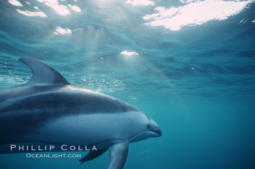 Pacific white sided dolphin. San Diego, California, USA, Lagenorhynchus obliquidens, natural history stock photograph, photo id 00056