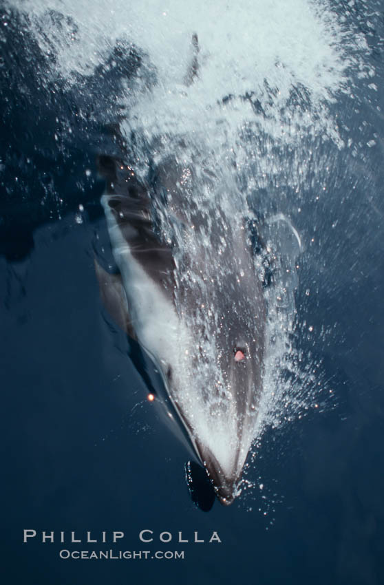 Pacific white sided dolphin. San Diego, California, USA, Lagenorhynchus obliquidens, natural history stock photograph, photo id 00060