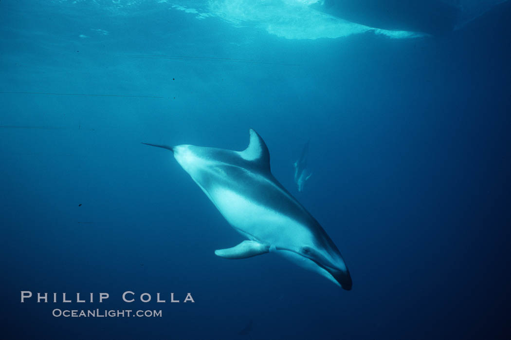Pacific white sided dolphin., Lagenorhynchus obliquidens, natural history stock photograph, photo id 01164