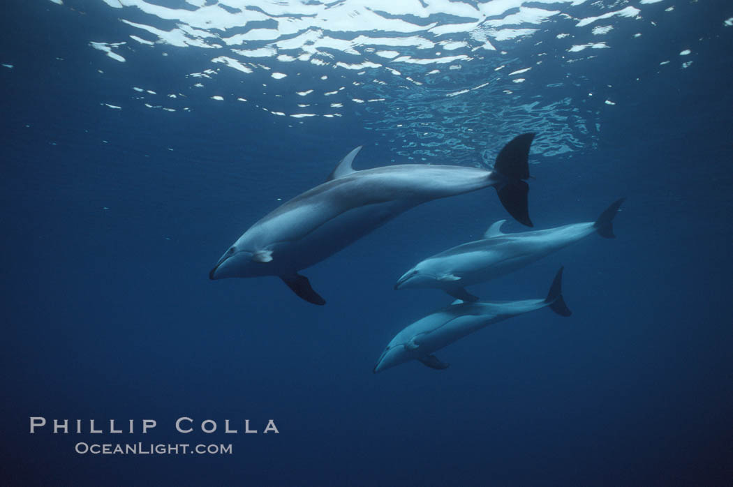 Pacific white sided dolphin. San Diego, California, USA, Lagenorhynchus obliquidens, natural history stock photograph, photo id 00051