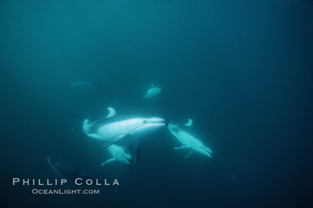 Pacific white sided dolphin, Monterey. San Diego, California, USA, Lagenorhynchus obliquidens, natural history stock photograph, photo id 01143