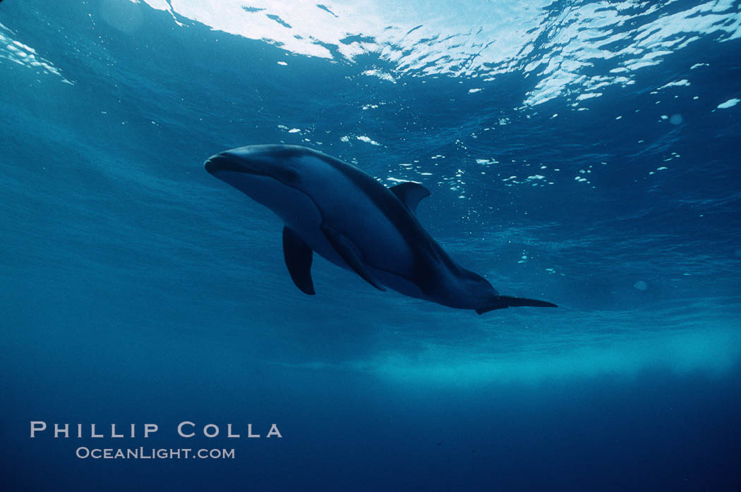 Pacific white sided dolphin., Lagenorhynchus obliquidens, natural history stock photograph, photo id 01163