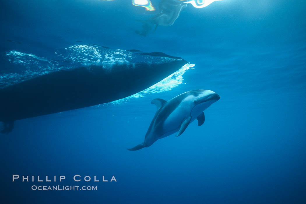 Pacific white sided dolphin. San Diego, California, USA, Lagenorhynchus obliquidens, natural history stock photograph, photo id 00049