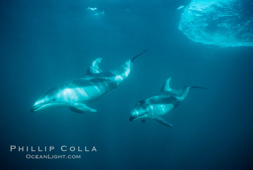 Pacific white sided dolphin. Monterey, California, USA, Lagenorhynchus obliquidens, natural history stock photograph, photo id 01141