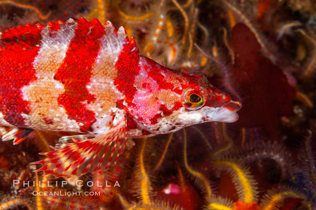 A painted greenling fish nestles among the many arms of a cluster of brittle sea stars (starfish) on a rocky reef. Santa Barbara Island, California, USA, Ophiothrix spiculata, Oxylebius pictus, natural history stock photograph, photo id 10172