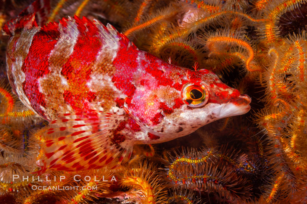 A painted greenling fish nestles among the many arms of a cluster of brittle sea stars (starfish) on a rocky reef. Santa Barbara Island, California, USA, Ophiothrix spiculata, Oxylebius pictus, natural history stock photograph, photo id 10171