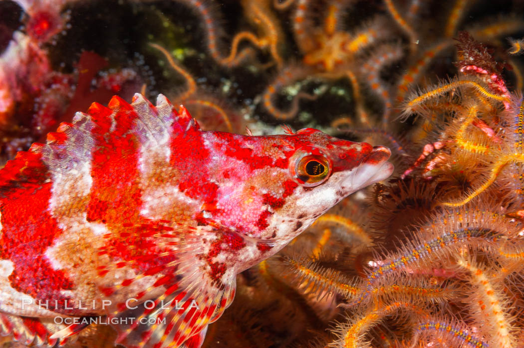 A painted greenling fish nestles among the many arms of a cluster of brittle sea stars (starfish) on a rocky reef. Santa Barbara Island, California, USA, Ophiothrix spiculata, Oxylebius pictus, natural history stock photograph, photo id 10173