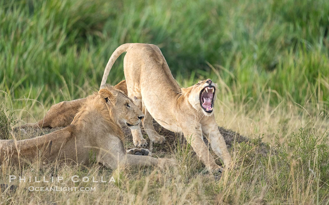 A Pair of Lions in the Marsh Pride, Masai Mara, Kenya. Maasai Mara National Reserve, Panthera leo, natural history stock photograph, photo id 39642