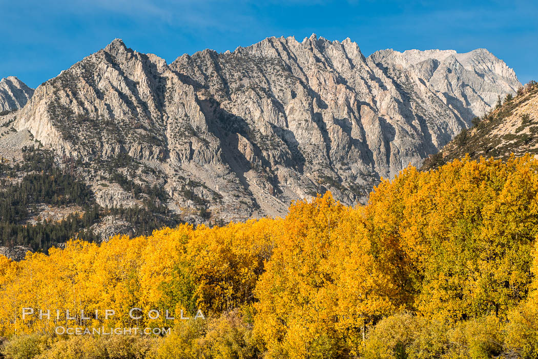 Turning aspen trees and Paiute Peak, Bishop Creek Canyon, Eastern Sierra Nevada, Populus tremuloides, Bishop Creek Canyon, Sierra Nevada Mountains Turning aspen trees and Paiute Peak, Bishop Creek Canyon, Eastern Sierra Nevada, Populus tremuloides, Bishop Creek Canyon, Sierra Nevada Mountains