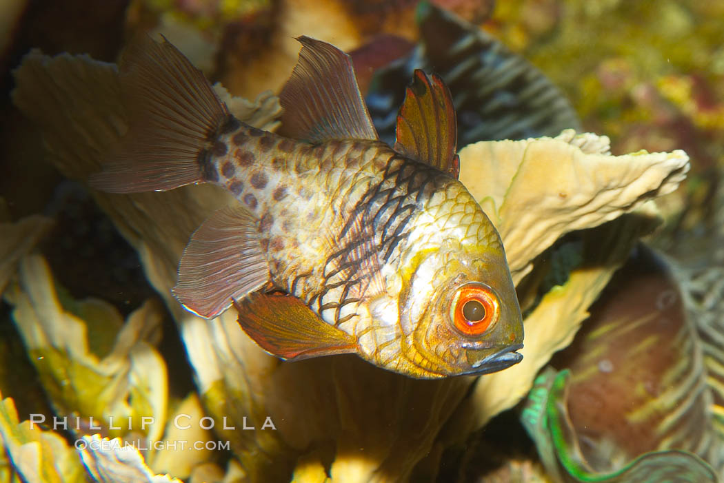 Pajama cardinalfish., Sphaeramia nematoptera, natural history stock photograph, photo id 12956