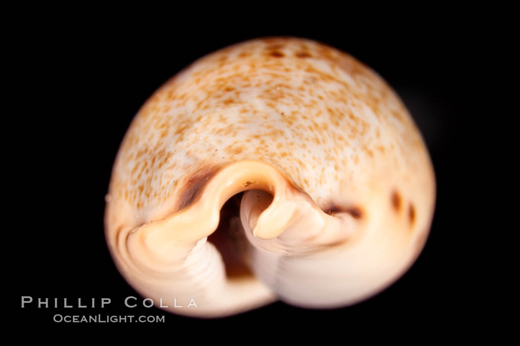 Pale Cowrie., Cypraea pallida insulicola, natural history stock photograph, photo id 08125