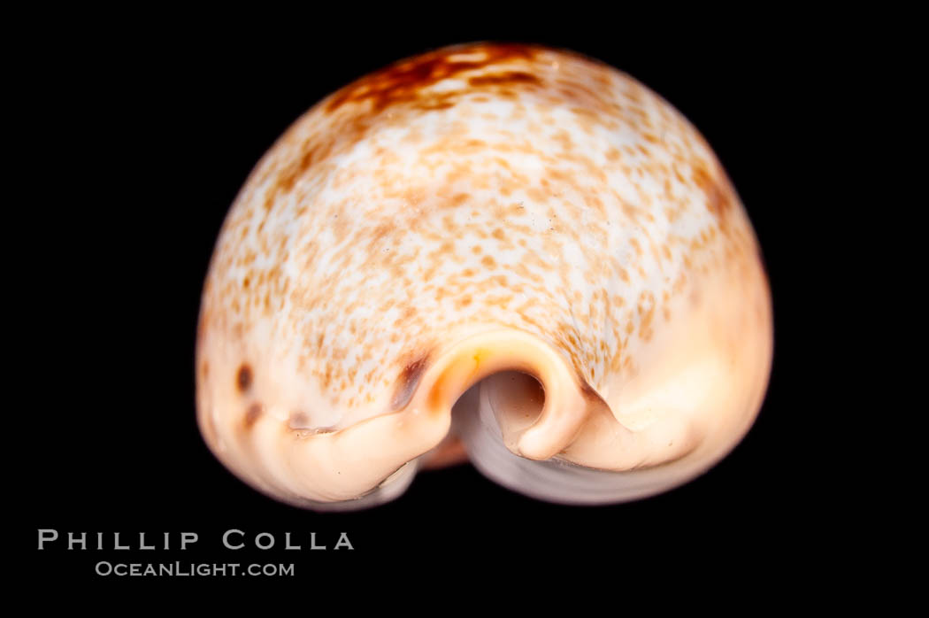 Pale Cowrie., Cypraea pallida, natural history stock photograph, photo id 08016